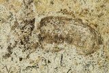 Fossil Beetle (Coleoptera) - France #294156-2